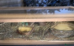 Corn Snake reptiles for sale: Corn snake young  - Image 3