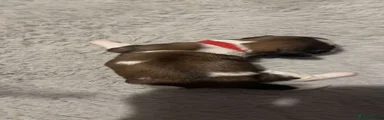 Shih Tzu 4