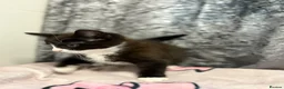 Russian Blue cats for sale: Adorable Male kittens for sale 🐾 - Advert 13