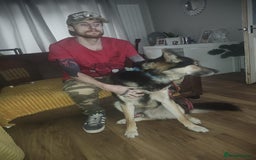 Shepsky dogs for sale: Siberian husky x GSD  - Advert 4