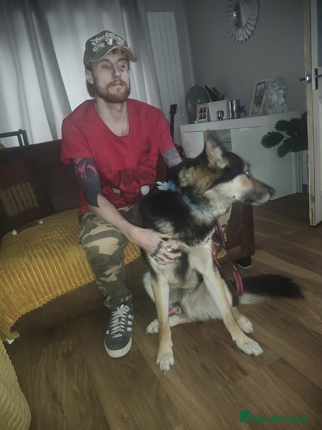 Shepsky dogs for sale: Siberian husky x GSD  - Advert 4