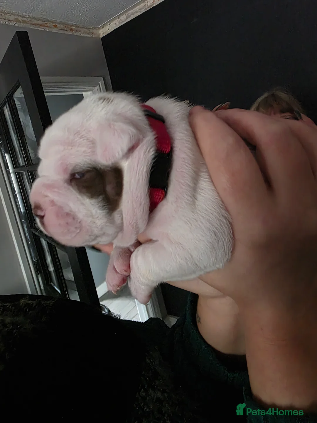 Mixed Breed dogs for sale: Pocket bully cross old tyme dorset  in Workington - Advert 2