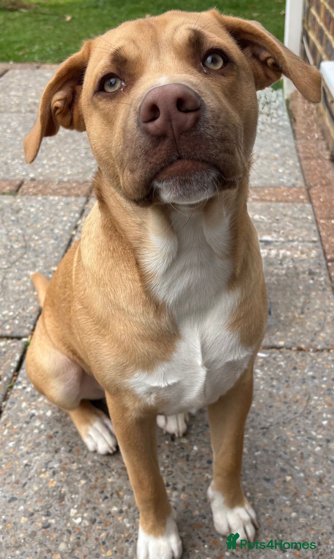 Mixed Breed dogs for sale: Biscuit  - Advert 1