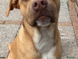 Mixed Breed dogs Biscuit - Advert 2