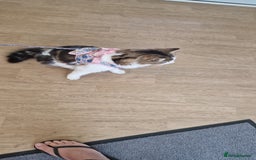 Mixed Breed cats for sale: Female long hair cat - Image 1