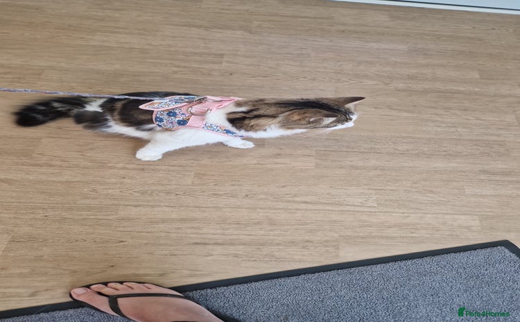 Mixed Breed cats - Advert 3