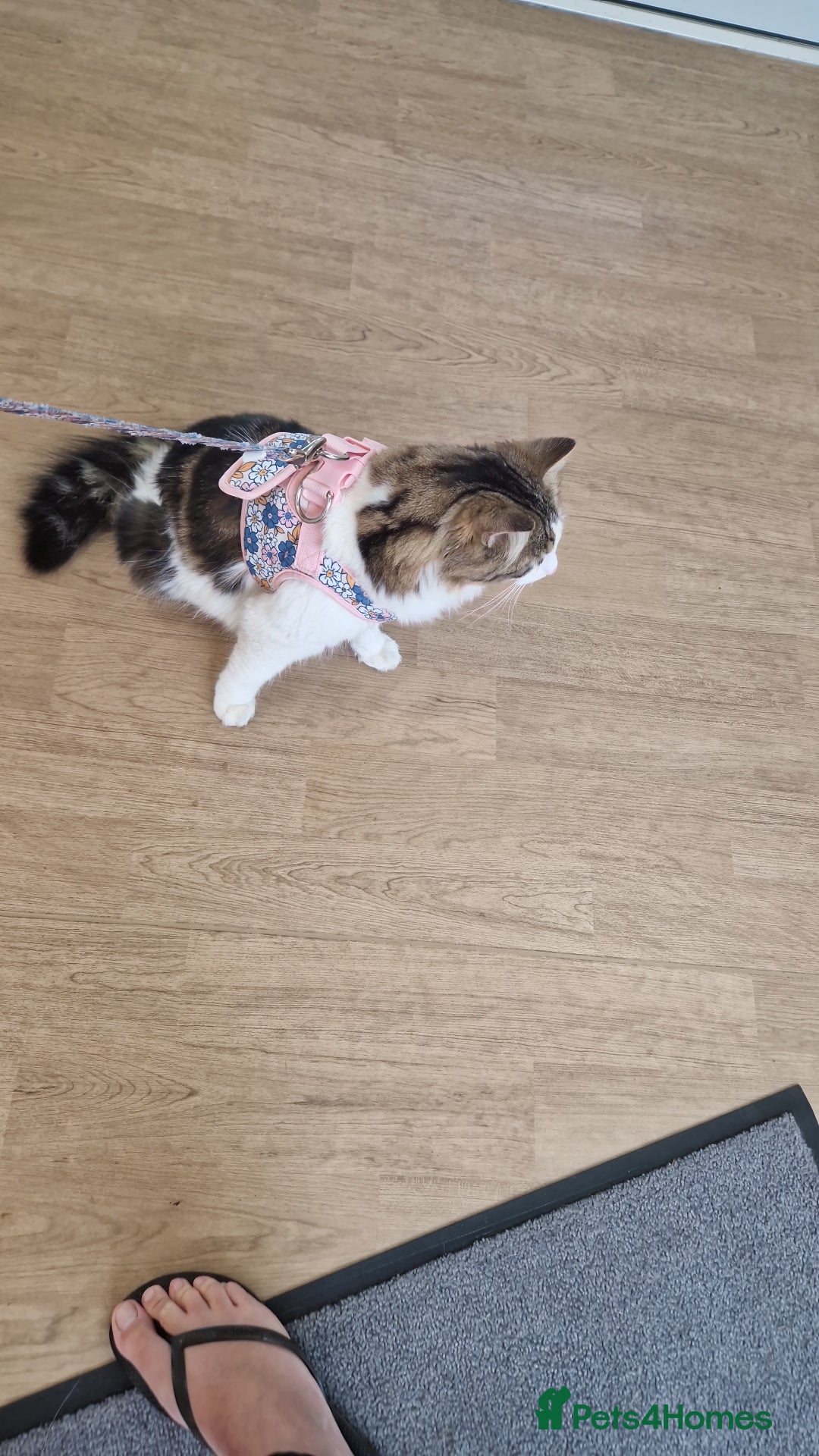 Mixed Breed cats for sale: Female long hair cat - Image 1