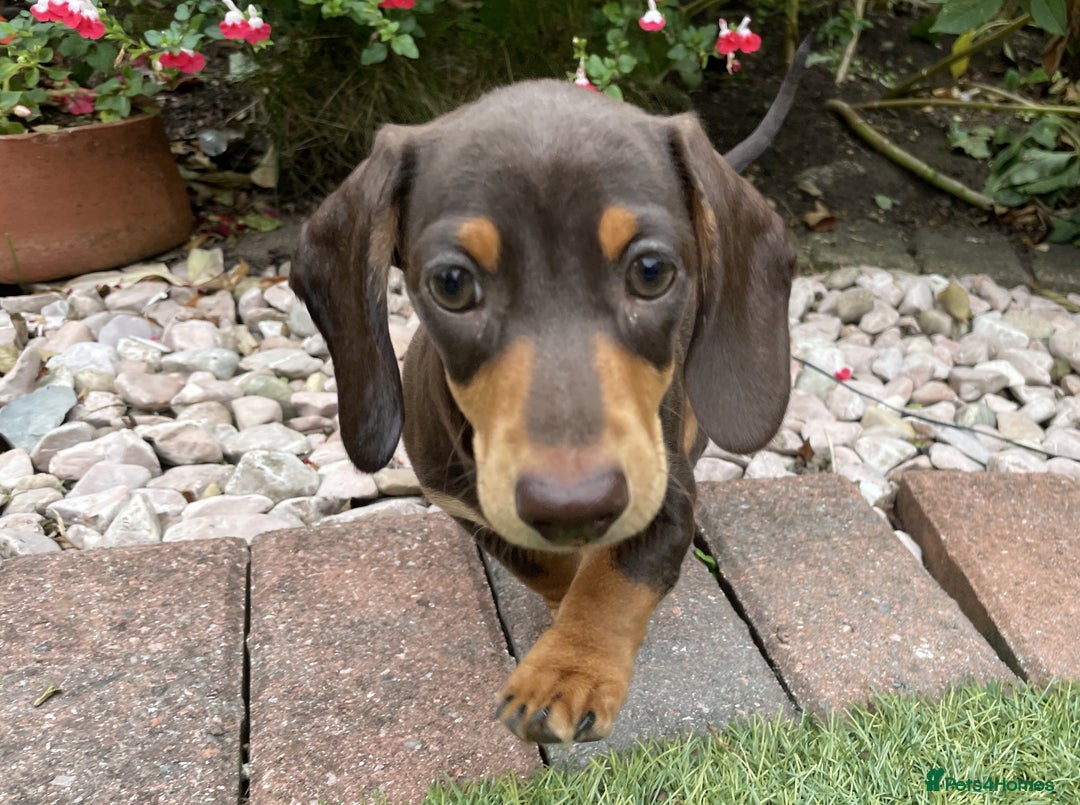 Miniature Dachshund dogs for sale: 2 Smooth Haired Minatare Dachshund Puppy Girls - Advert 7