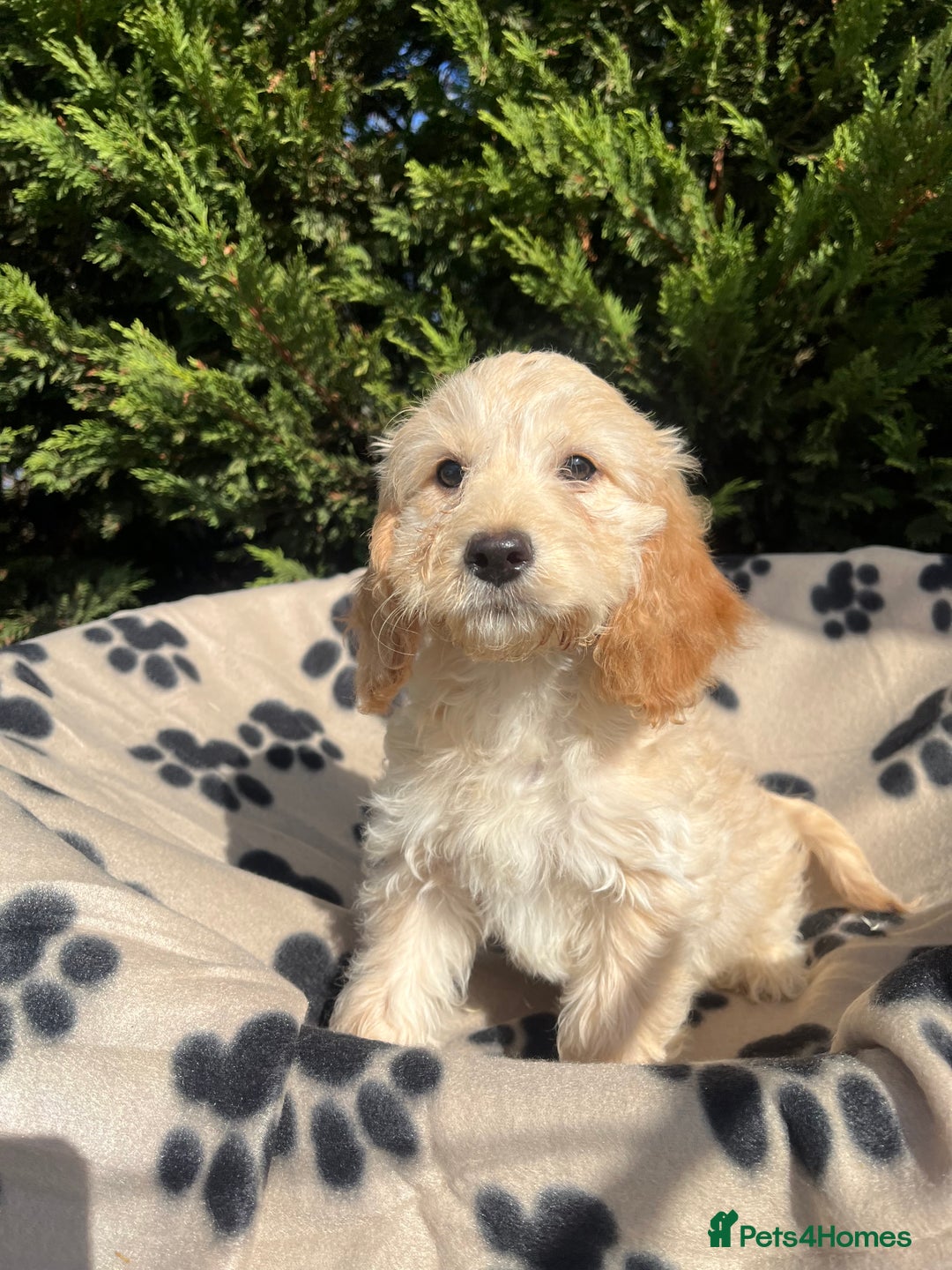 Cockapoo dogs for sale: 5 lovely f1 cockapoos  - Image 16