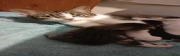 Bengal cats for sale: Bengals  - Advert 5