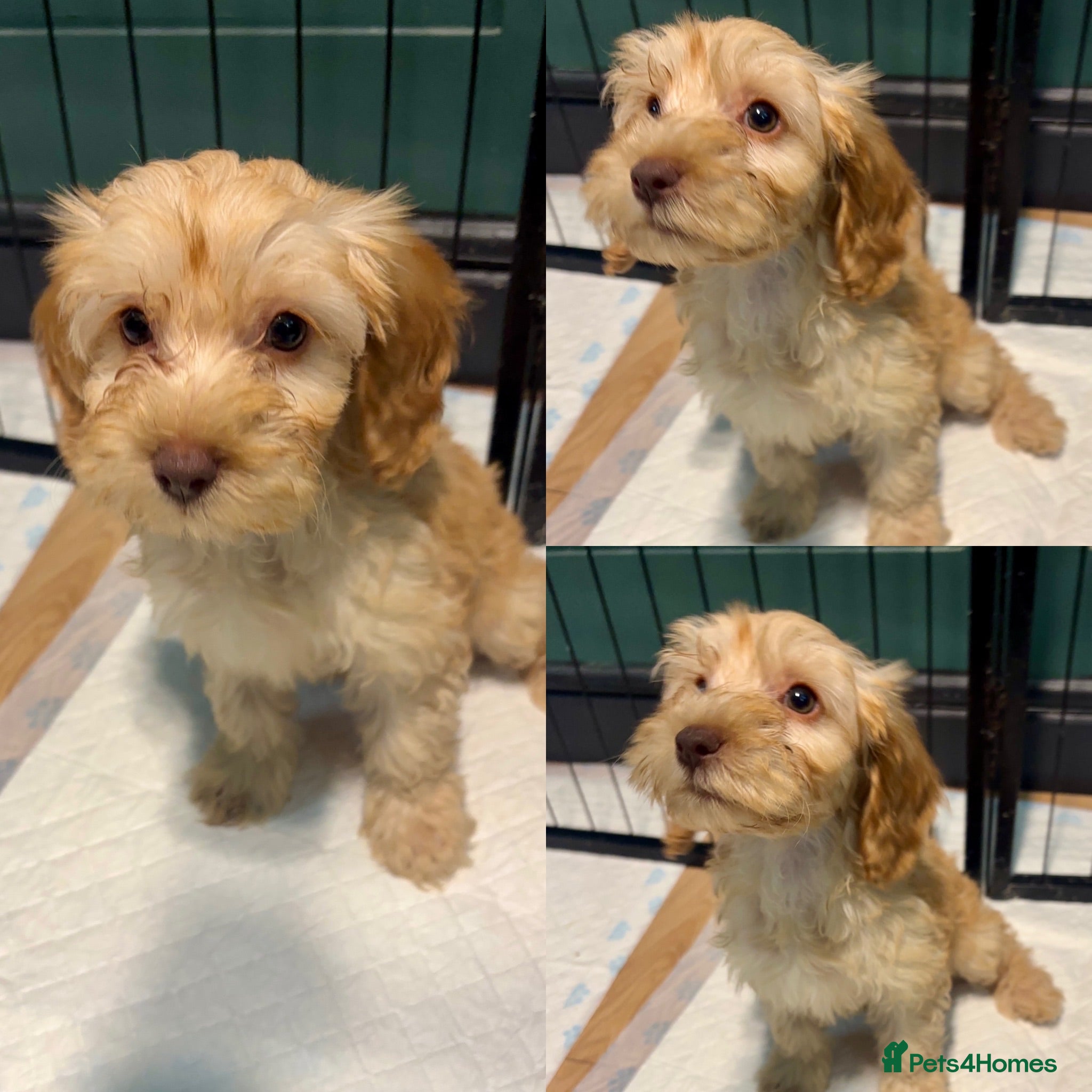 Cockapoo dogs *REDUCED* LAST GIRL LEFT- cockapoo puppies - Advert 18