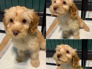 Cockapoo dogs *REDUCED* LAST GIRL LEFT- cockapoo puppies - Advert 18