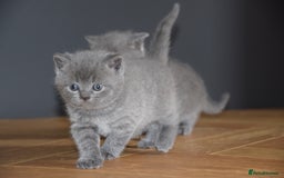 British Shorthair cats for sale: Chunky British Blue Shorthair Kittens, 2 Boys - Image 3