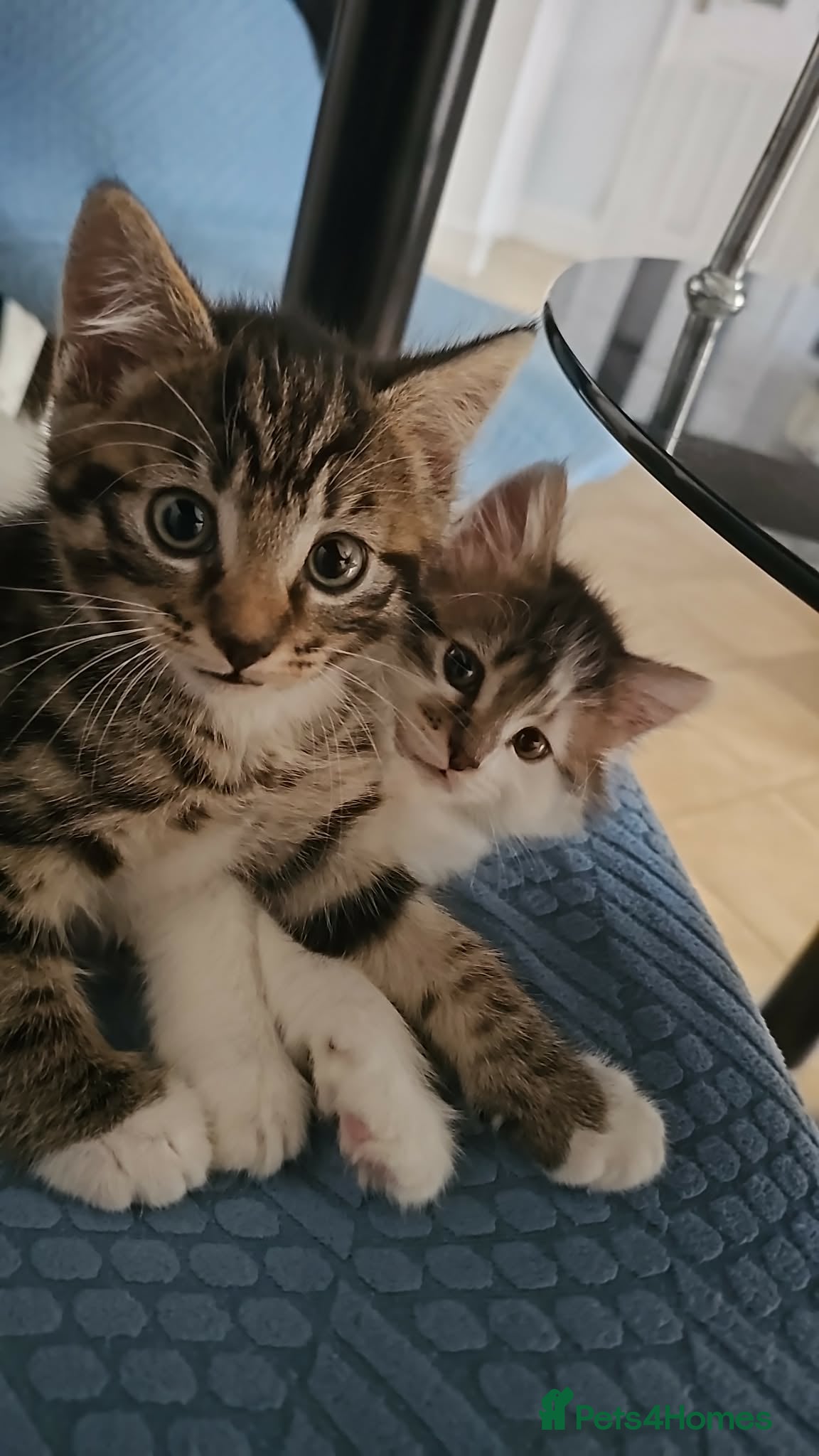 Mixed Breed cats 3 little kittens looking for a new home - Advert 1