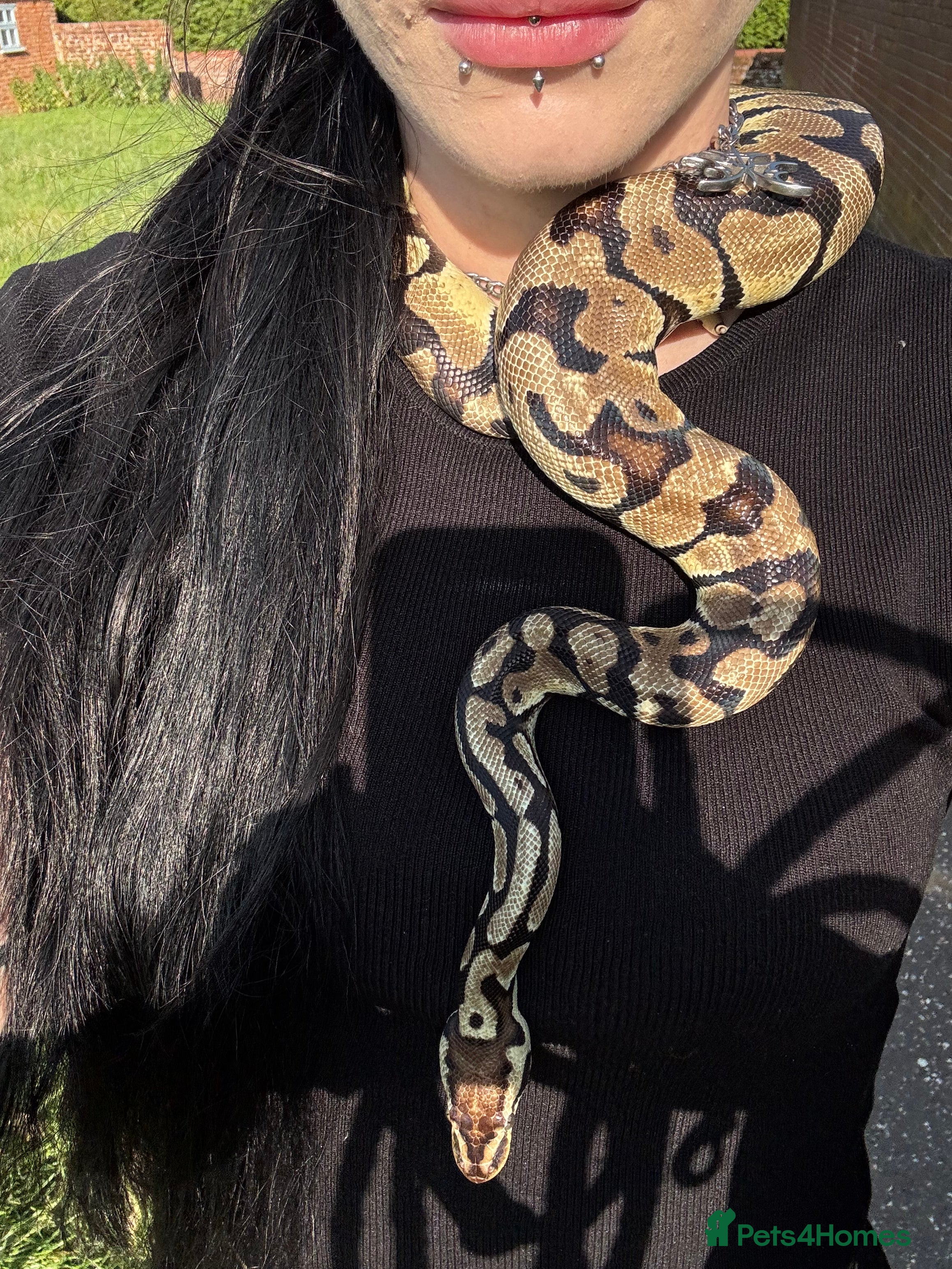 Python Snake reptiles Adult Male Normal Morph Royal Python - Advert 1