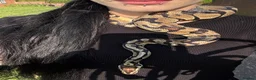 Python Snake reptiles for sale: Adult Male Normal Morph Royal Python - Advert 1