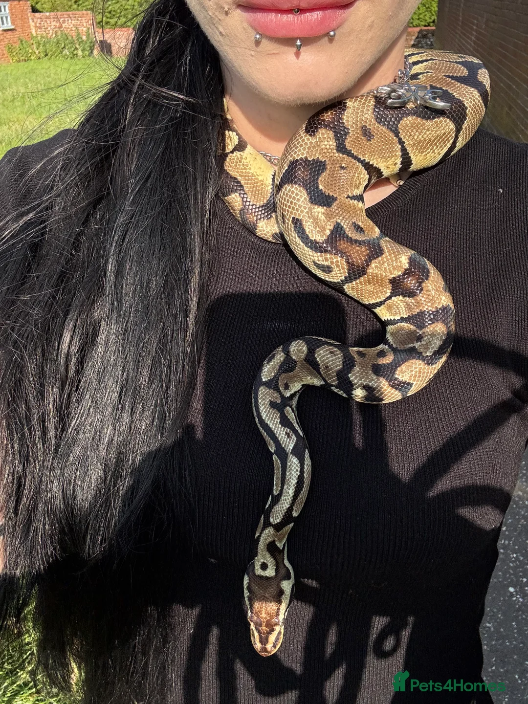 Python Snake reptiles for sale: Adult Male Normal Morph Royal Python - Advert 1