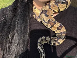 Python Snake reptiles Adult Male Normal Morph Royal Python - Advert 1