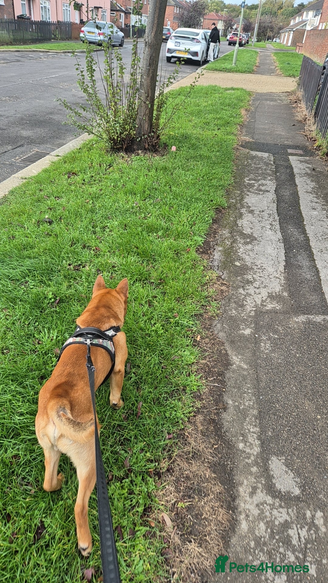 Mixed Breed dogs for sale: English bull terrier x Chow Chow  - Advert 4