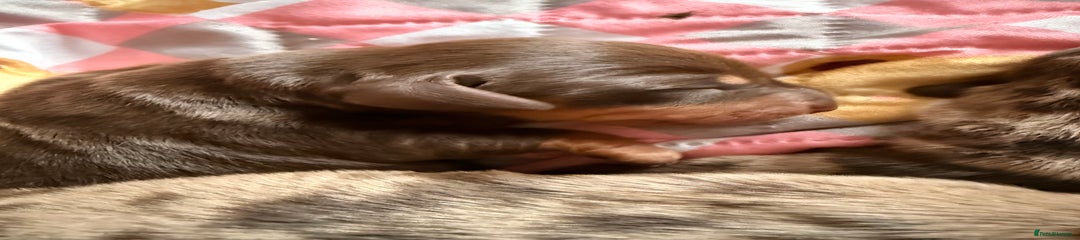 Miniature Dachshund Puppy 2