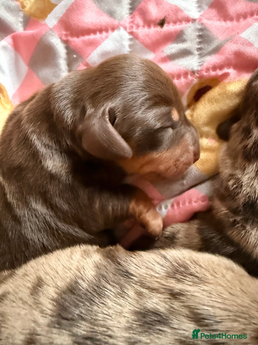 Miniature Dachshund dogs for sale: Miniature dachshund puppies - Image 2