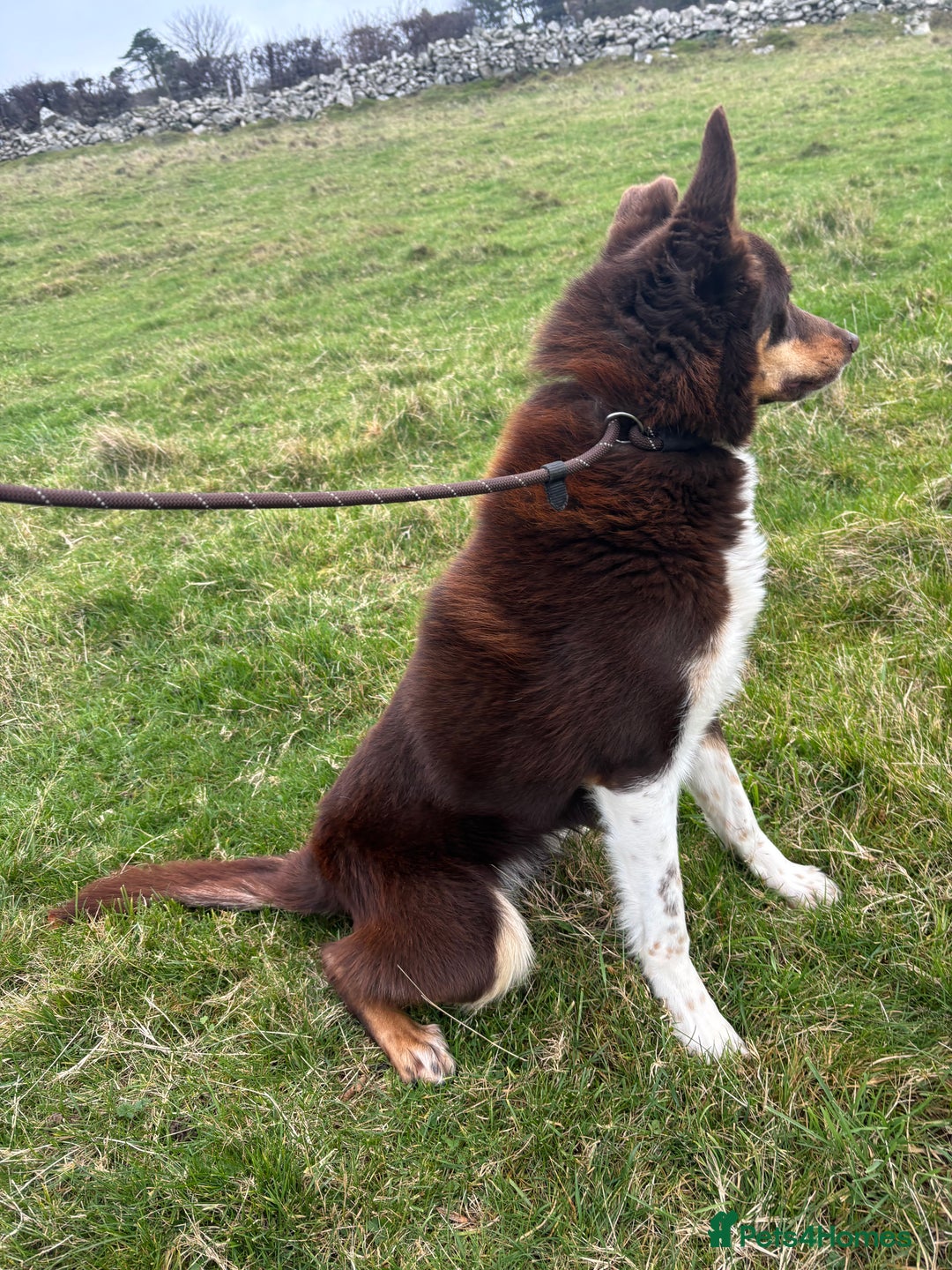 Border Collie dogs for sale: 2 failed sheepdog and 1 potential worker  - Advert 3