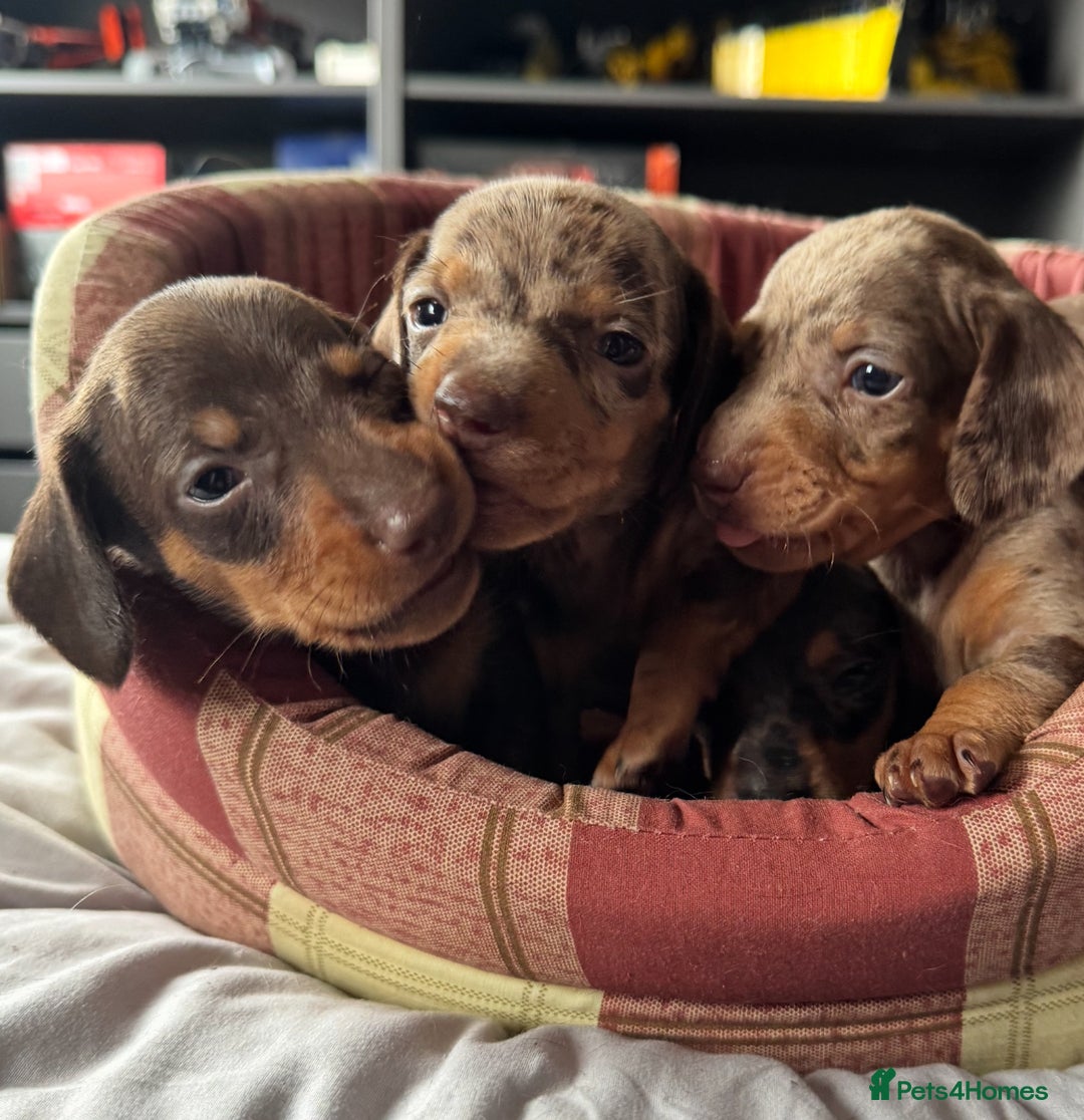 Miniature Dachshund dogs for sale: True miniature smooth coat dachshund puppies  - Image 7