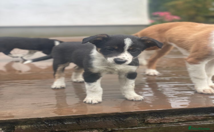 Border Collie dogs - Advert 1