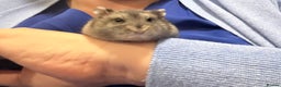 Hamster rodents for sale: Beautiful baby dwarf hamster  - Advert 5