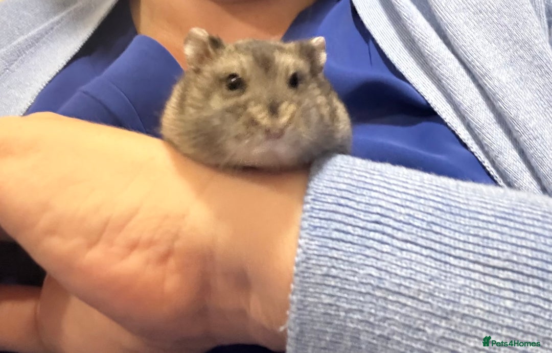 Hamster rodents for sale: Beautiful baby dwarf hamster  - Advert 5