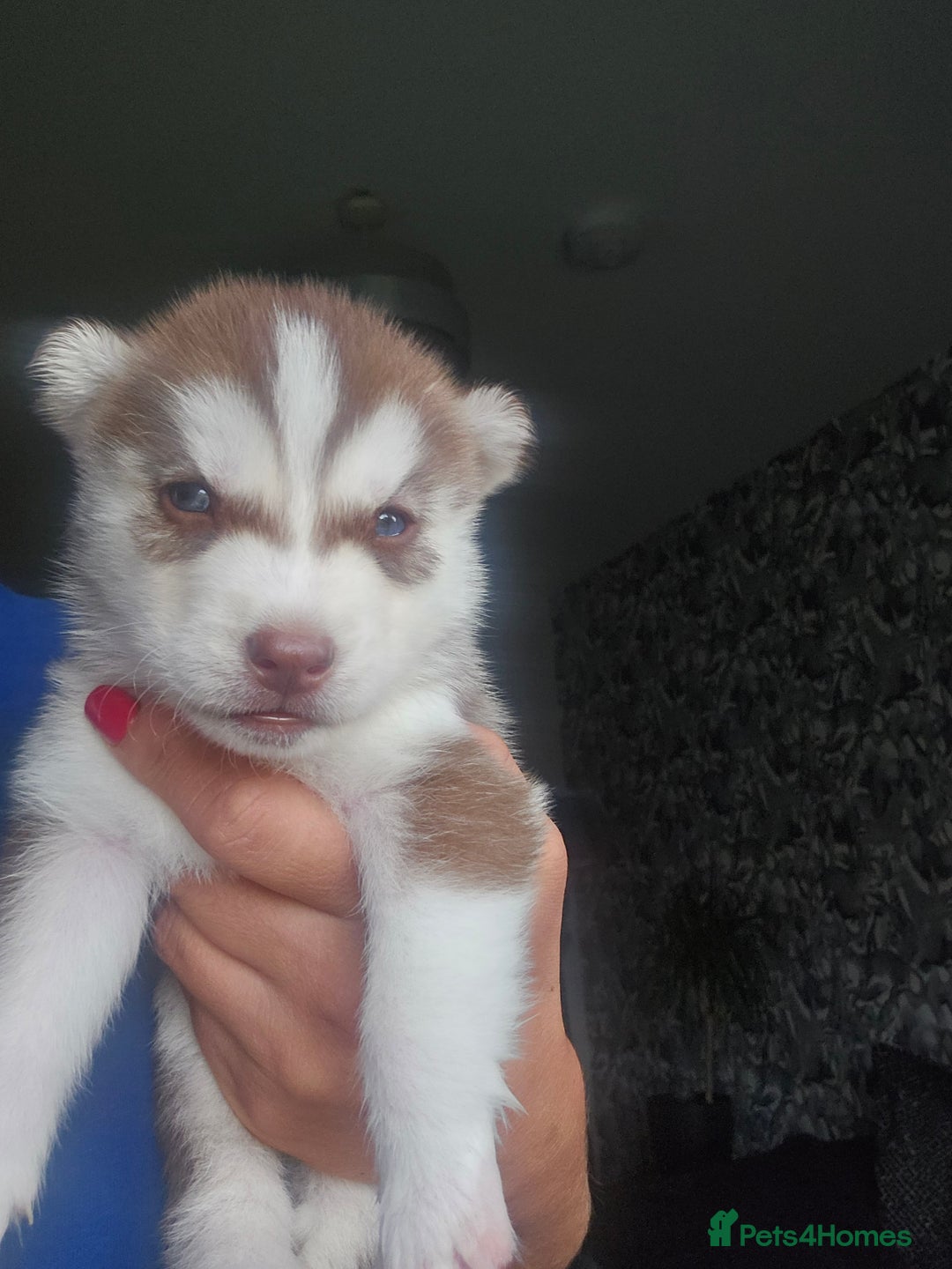 Siberian Husky dogs for sale: Gorgeous Litter of Husky Puppies - Image 25