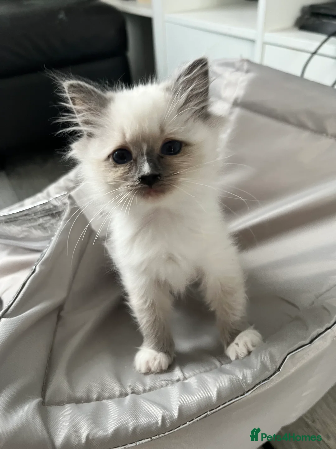 Ragdoll cats for sale: Blue mitted female ragdoll kitten  - Advert 6