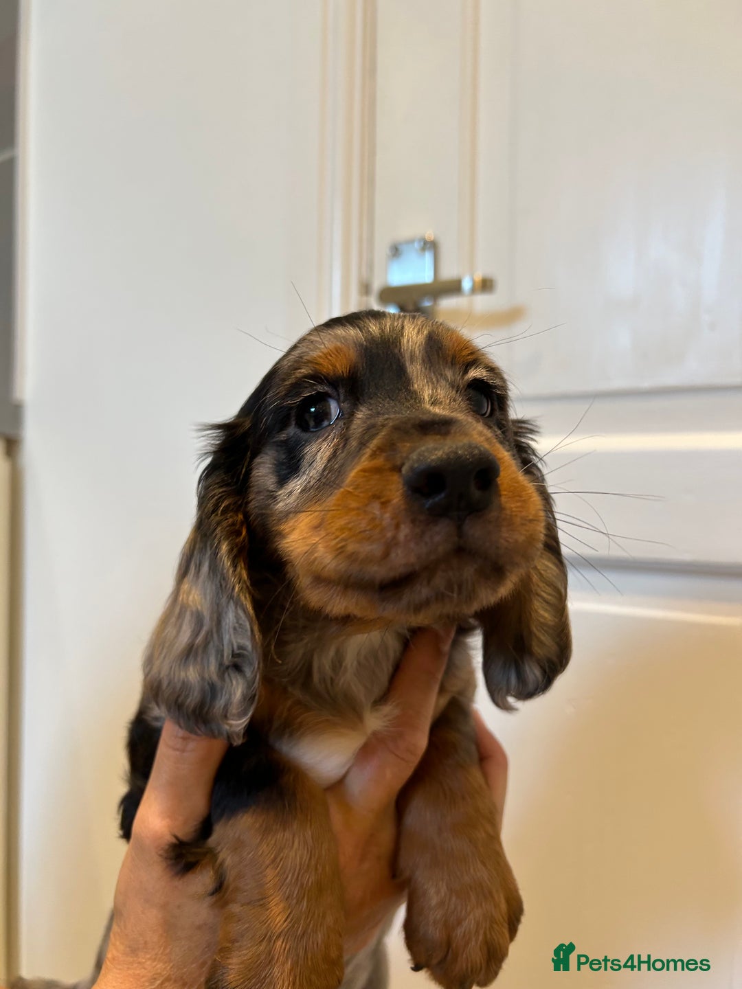 Cocker Spaniel dogs for sale: Super rare and unique show type dna tested Kc reg  - Image 10
