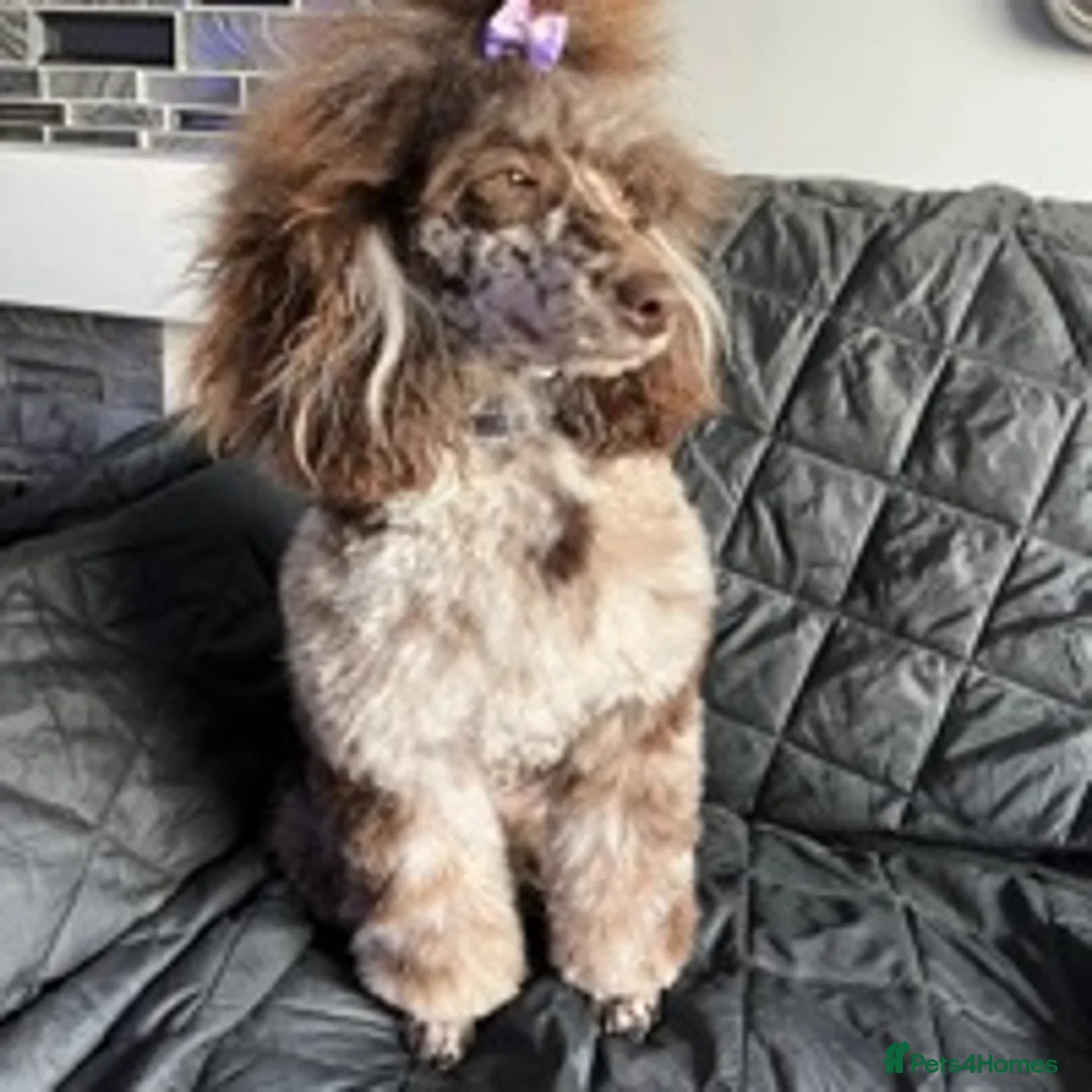 Toy Poodle dogs for stud: EXTENSIVELY DNA CLEAR BROWN MERLE POODLE STUD  in Hoddesdon - Advert 7