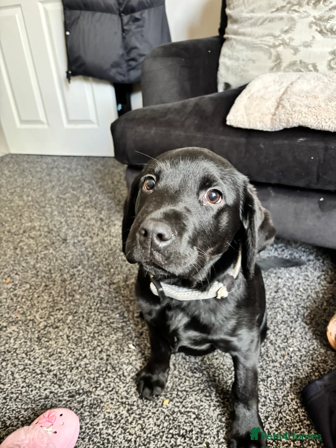 Cockerdor dogs for sale: Boy cockerdor fully house trained  - Advert 7