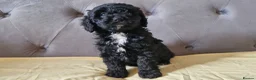 Cavapoo dogs for sale: Gorgeous cavapoo puppies health tested parents - Advert 9