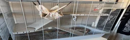 Rat rodents for sale: 2 female rats and cage for sale  in Gosport - Advert 2