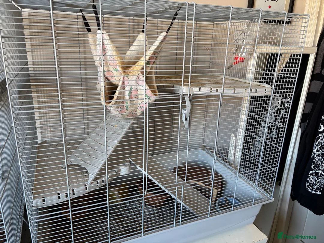 Rat rodents for sale: 2 female rats and cage for sale  in Gosport - Advert 2