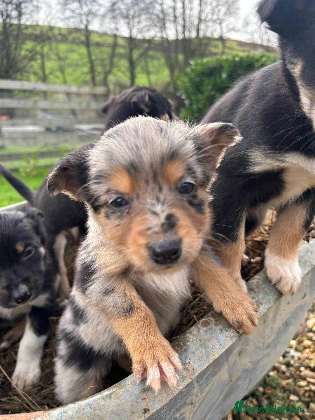 Mixed Breed dogs for sale: Puppies, Australian kelpie cross blue Merle  - Advert 27