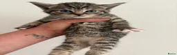 Mixed Breed cats for sale: Cute 1/2 maine coon kittens - Advert 4