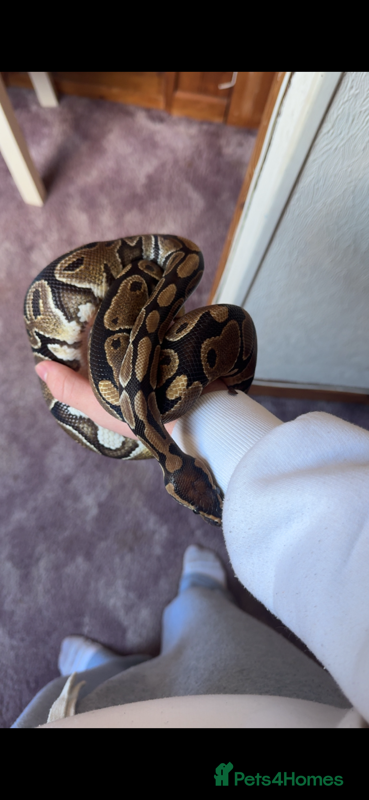 Python Snake reptiles Ball Python - Advert 2