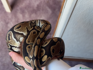 Python Snake reptiles Ball Python - Advert 2