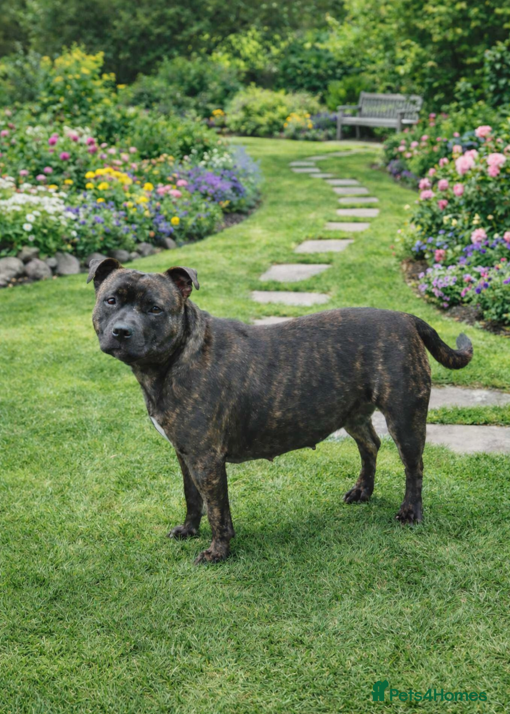 Staffordshire Bull Terrier dogs FUTURE LITTER ANNOUNCEMENT - Advert 5