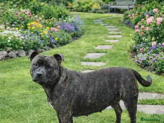 Staffordshire Bull Terrier dogs FUTURE LITTER ANNOUNCEMENT - Advert 5