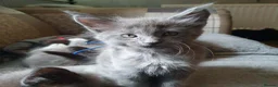 Maine Coon cats for sale: Tica registered pedigree poly Maine Coons. - Advert 9