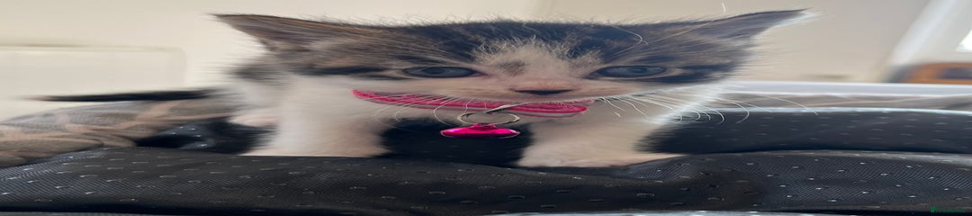 Kitten 4