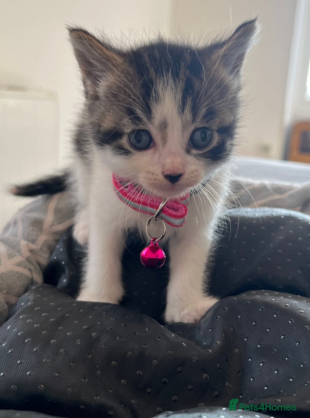 Mixed Breed cats for sale: Mixed breed adorable kittens in Waltham Cross - Image 27