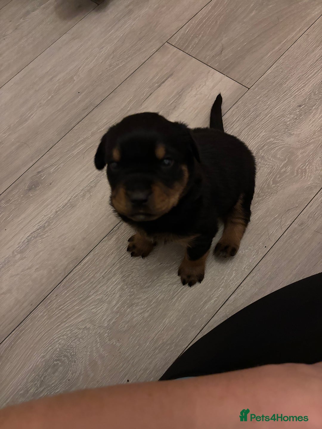 Rottweiler dogs for sale: 7 stunning chunky full breed Rottweilers  - Advert 13