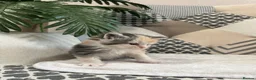 Maine Coon cats for sale: 5 x Stunning GCCF Registered Maine Coon Kittens - Advert 8