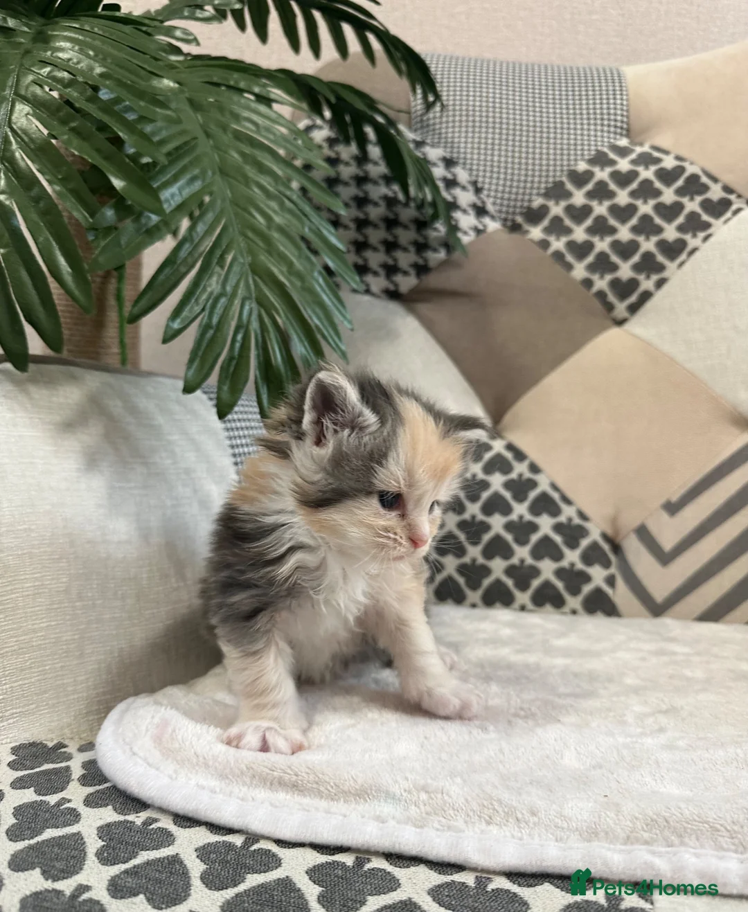 Maine Coon cats for sale: LAST GIRL - Beautiful GCCF Registered Kittens - Advert 12